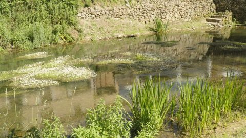 Río Lobos entre paredes de roca caliza